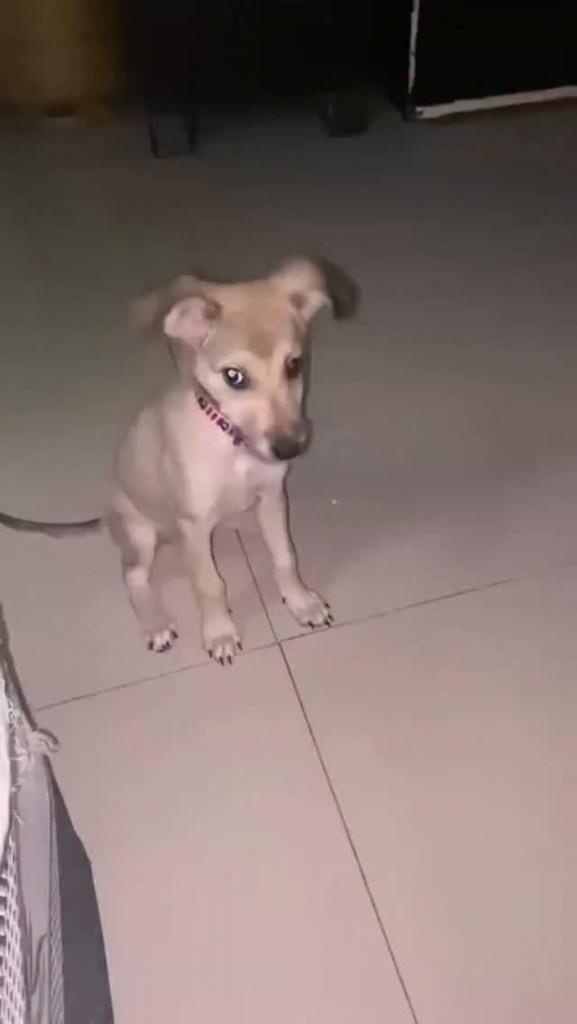 Dores, cadela de porte pequeno para adoção em Rio de Janeiro - RJ