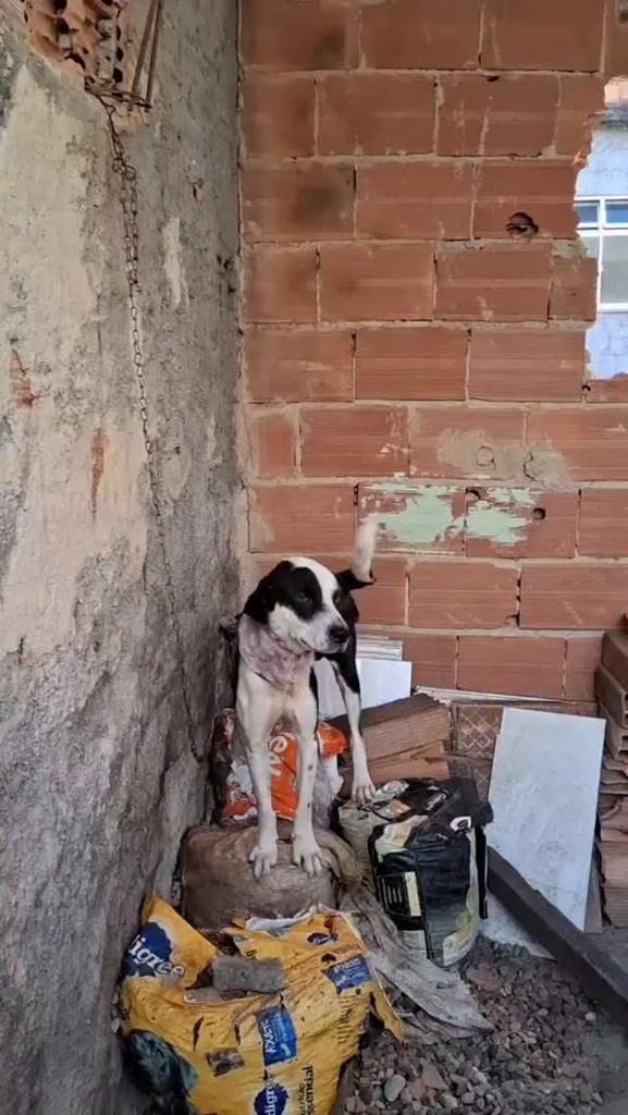 Malhado, cachorro de porte pequeno para adoção em Rio de Janeiro - RJ