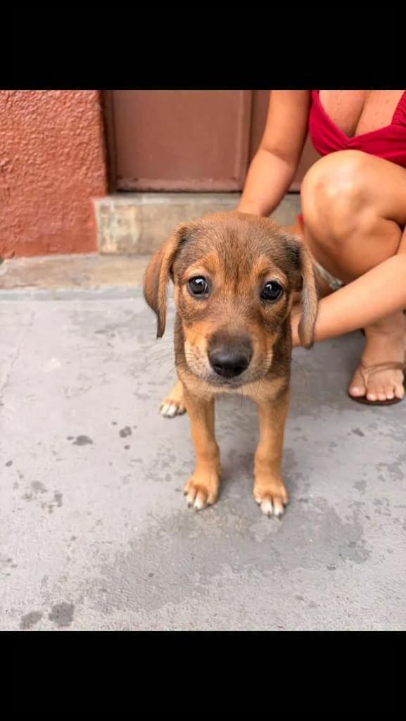 Filhotinha Fêmea, cadela de porte pequeno para adoção em Rio de Janeiro - RJ