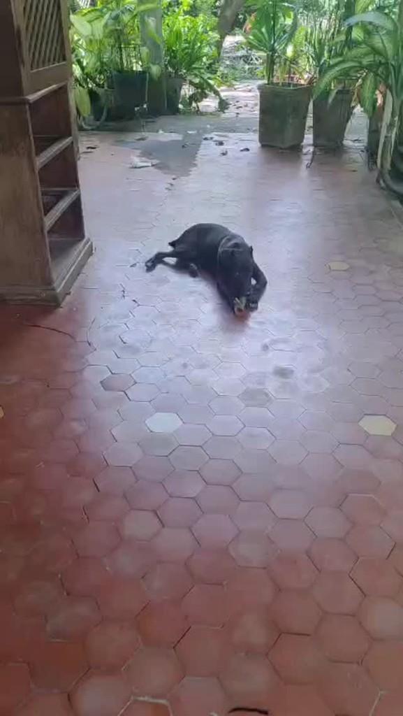 Toró, cachorro de porte médio para adoção em Rio de Janeiro - RJ