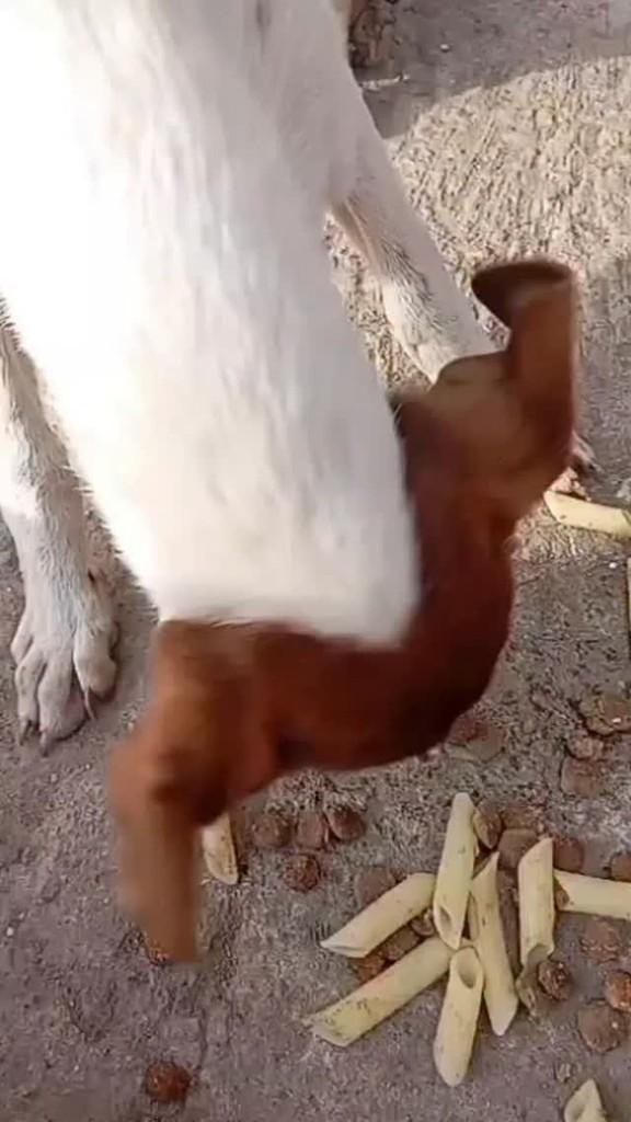 Branquinho e Marrom, cachorro de porte médio para adoção em Nova Iguaçu - RJ