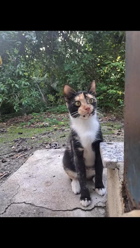 Miranda, gato de porte pequeno para adoção em Rio de Janeiro - RJ