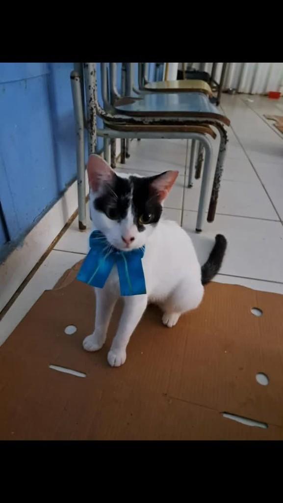 Pepita, gata de porte pequeno para adoção em Rio de Janeiro - RJ