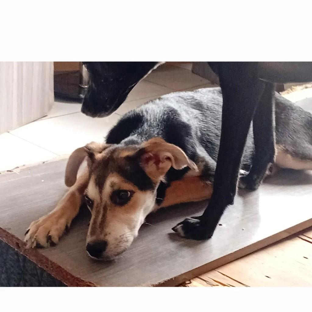Tula, cadela de porte pequeno para adoção em Rio de Janeiro - RJ