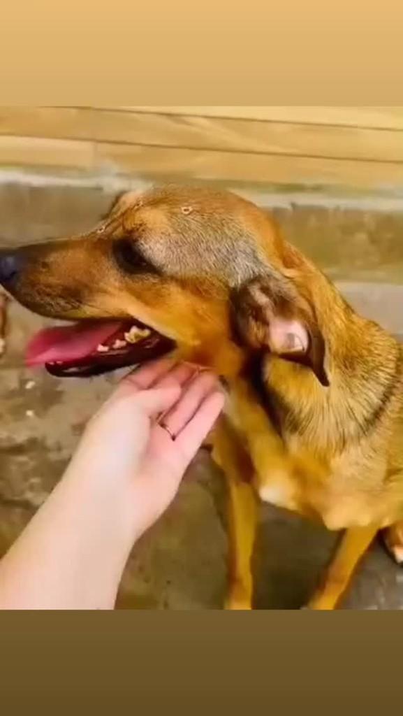 Dolly, cachorro de porte pequeno para adoção em Rio de Janeiro - RJ