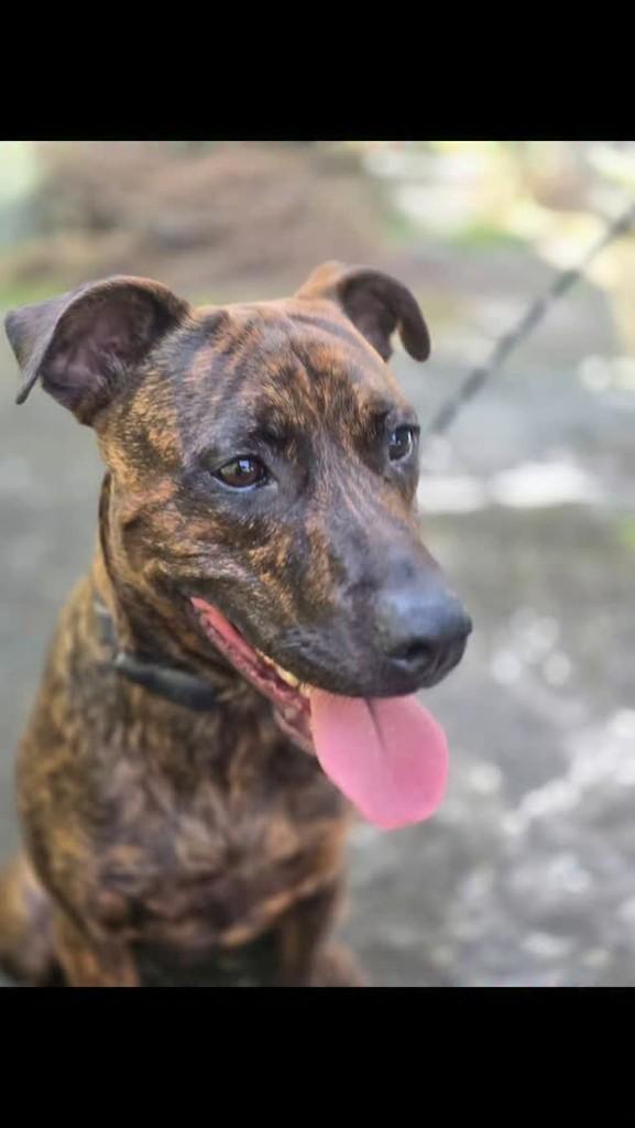 Dom, cachorro de porte médio para adoção em Rio de Janeiro - RJ
