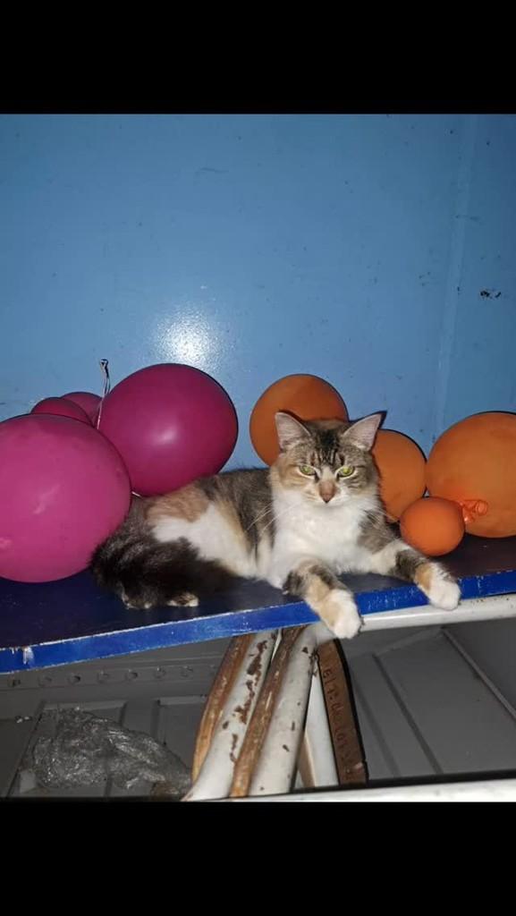 Rosita, gata de porte médio para adoção em Rio de Janeiro - RJ