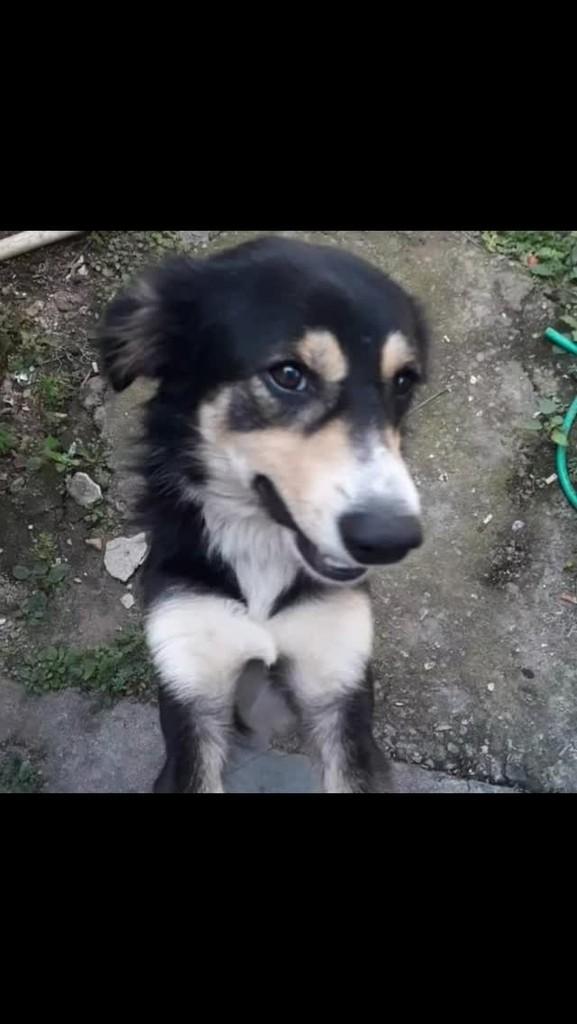 Panda, cachorro de porte médio para adoção em Rio de Janeiro - RJ