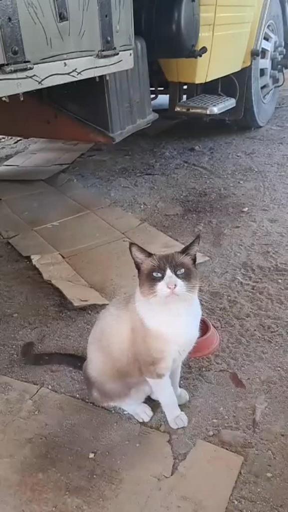 Simba, gato de porte pequeno para adoção em Rio de Janeiro - RJ