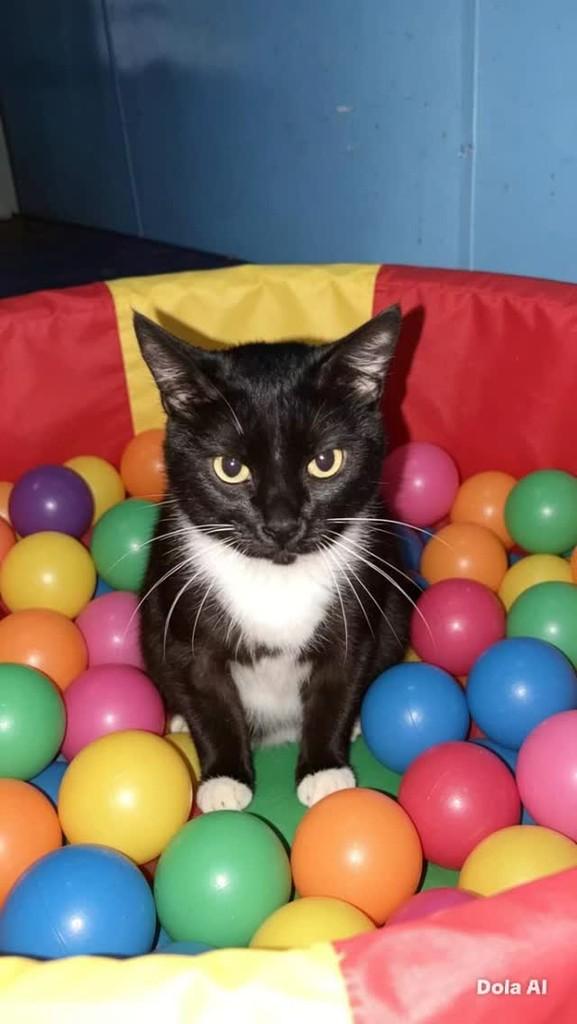 Safira, gata de porte pequeno para adoção em Rio de Janeiro - RJ