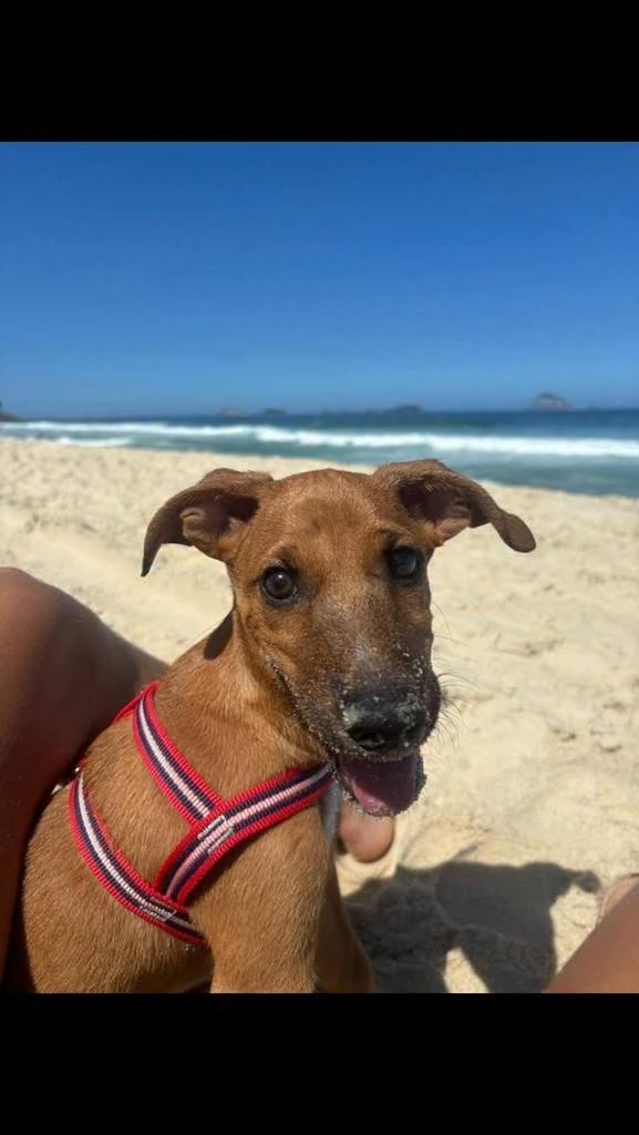 Juliano, cachorro de porte médio para adoção em Rio de Janeiro - RJ