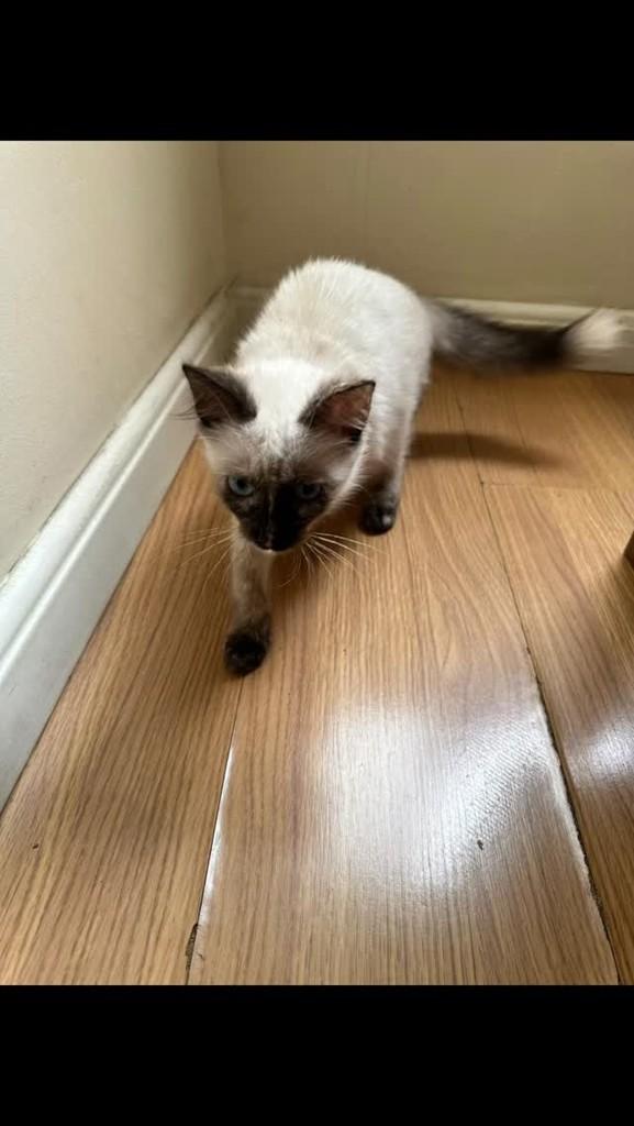 Luna, gato de porte pequeno para adoção em Rio de Janeiro - RJ