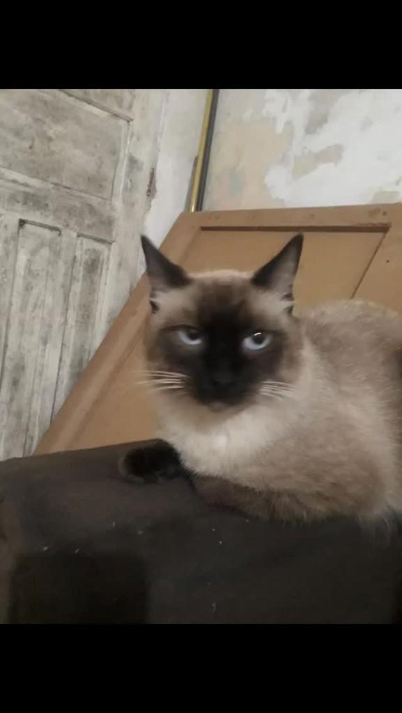 Apolo, gato para adoção em Rio de Janeiro - RJ