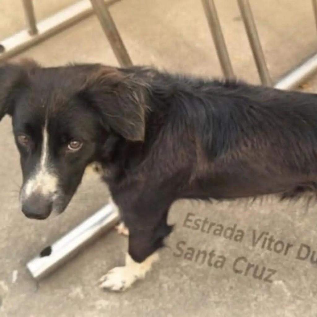 Chico, cachorro de porte médio para adoção em Rio de Janeiro - RJ