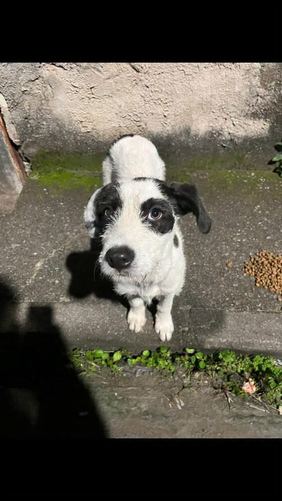 Bebezinho, cadela de porte pequeno para adoção em Rio de Janeiro - RJ