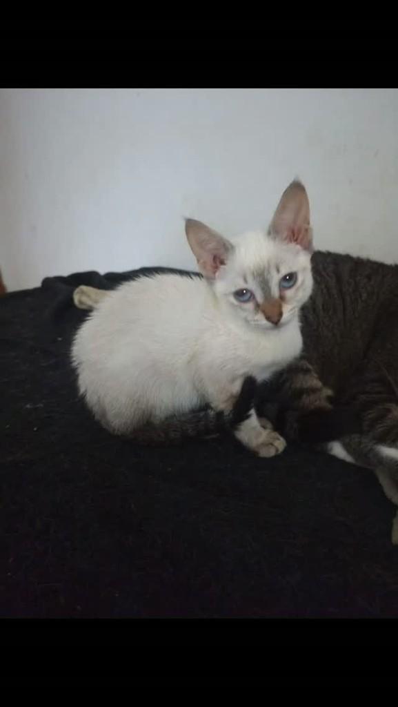 Cristal, gata para adoção em Rio de Janeiro - RJ