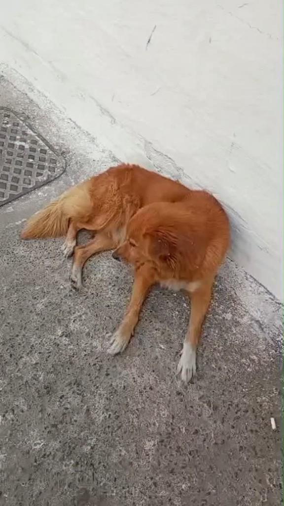 Lobinha, cadela de porte pequeno para adoção em Itaboraí - RJ