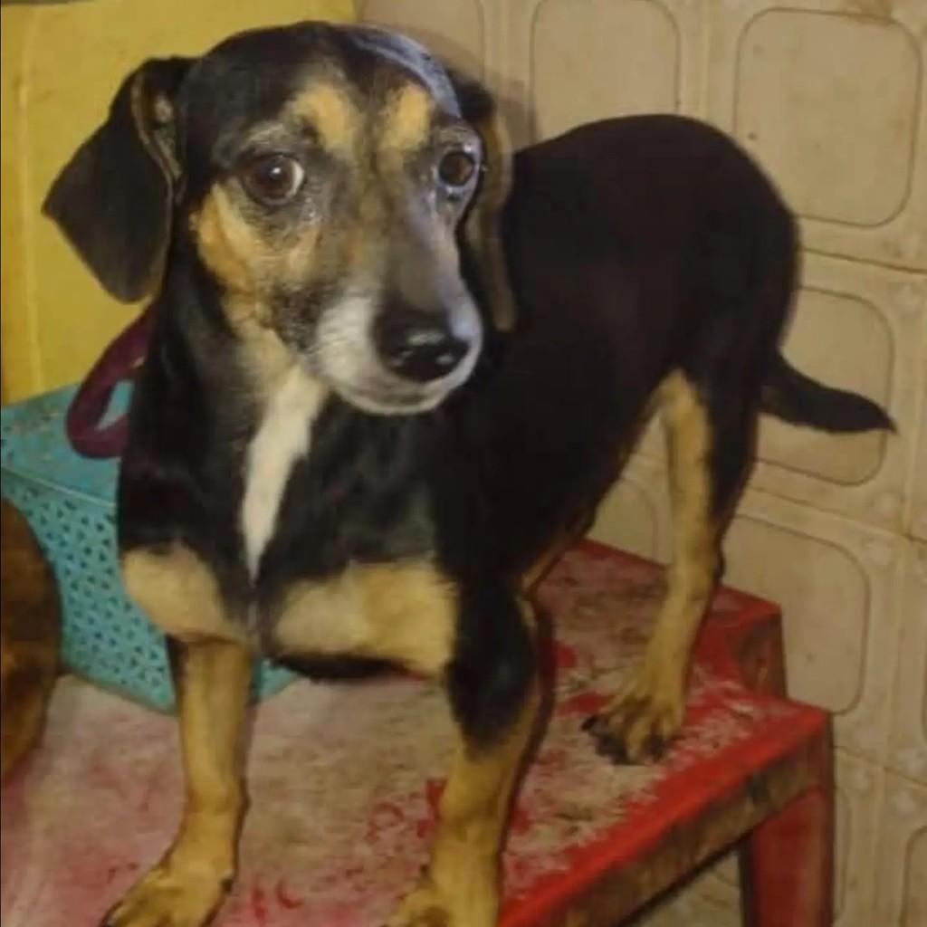 Sininha, cadela de porte pequeno para adoção em Nova Iguaçu - RJ