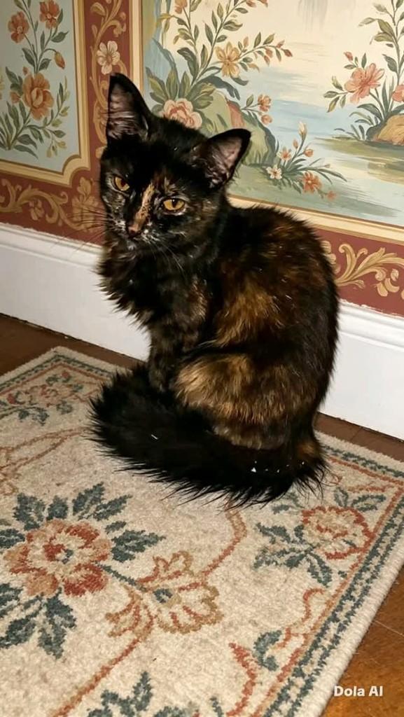 Alice, gata de porte pequeno para adoção em Rio de Janeiro - RJ