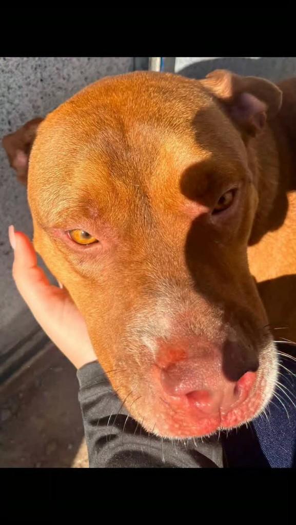 Pitbul, cachorro de porte médio para adoção em Rio de Janeiro - RJ