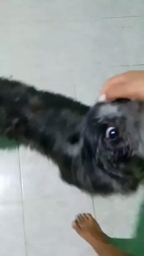 Nego, cachorro de porte médio para adoção em Rio de Janeiro - RJ