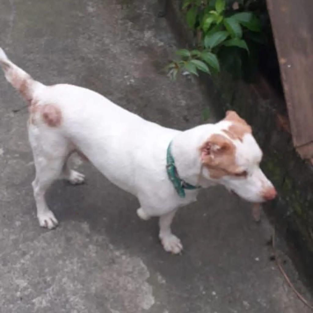 Apolo, cachorro de porte pequeno para adoção em Rio de Janeiro - RJ