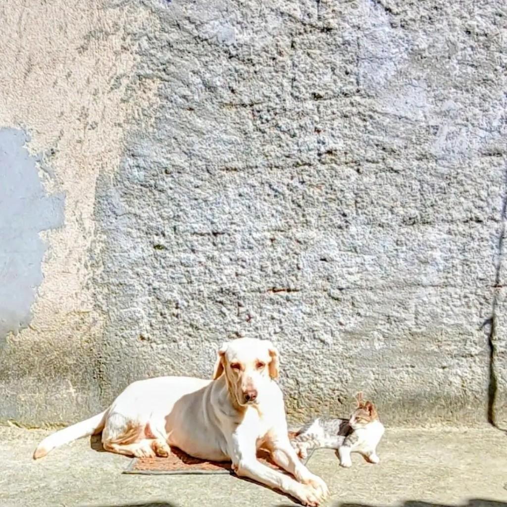 Branca, cadela de porte grande para adoção em Duque de Caxias - RJ