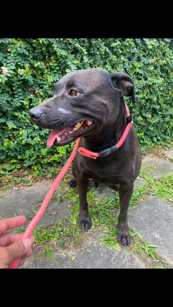 Bradock, cachorro de porte médio para adoção em Rio de Janeiro - RJ