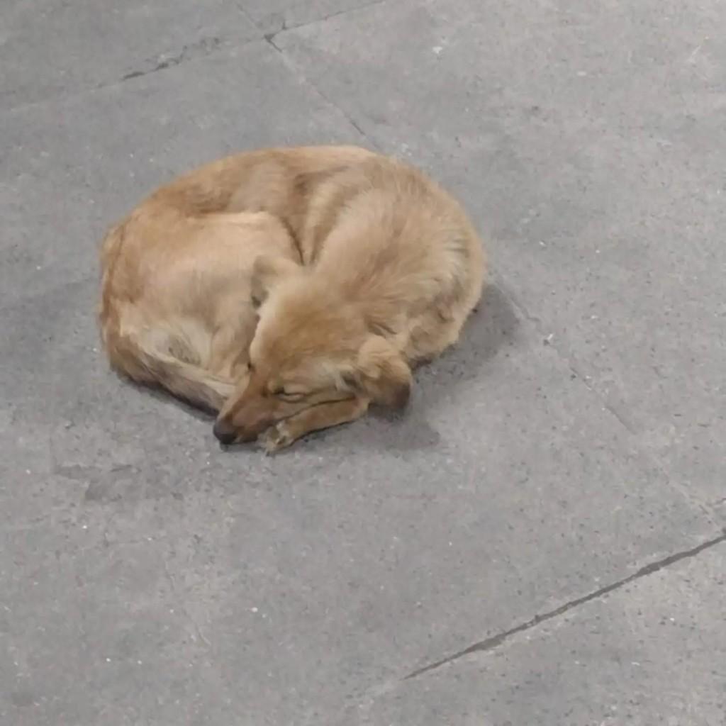 Cachorrinha, cadela de porte pequeno para adoção em Rio de Janeiro - RJ