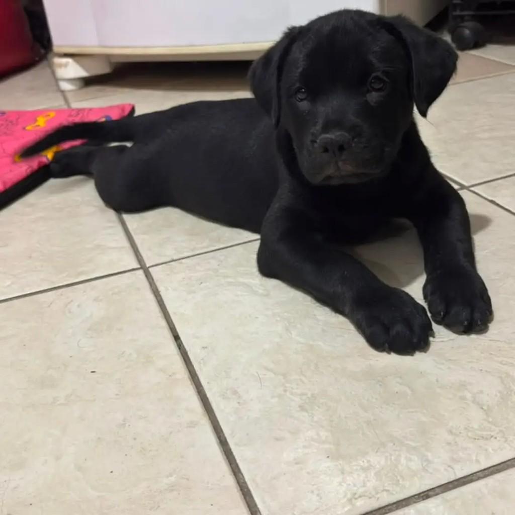 Viny, cachorro de porte pequeno para adoção em Rio de Janeiro - RJ