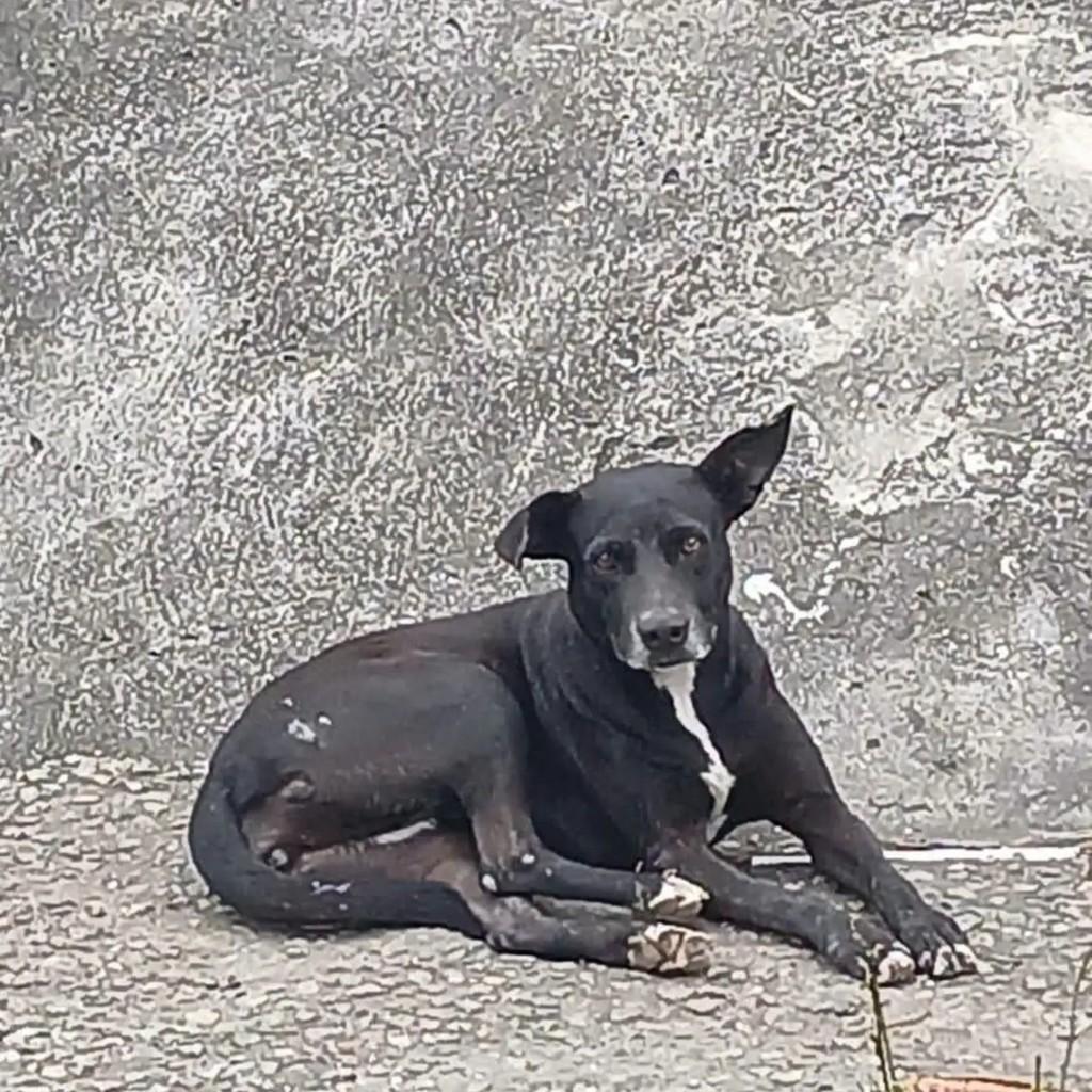 Pantera, cadela de porte médio para adoção em Rio de Janeiro - RJ