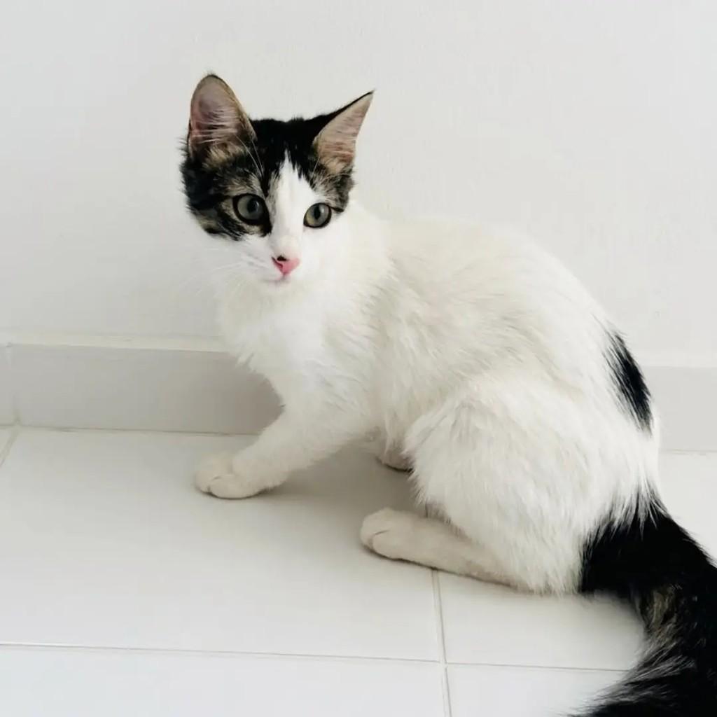 Lola, gata de porte pequeno para adoção em Rio de Janeiro - RJ