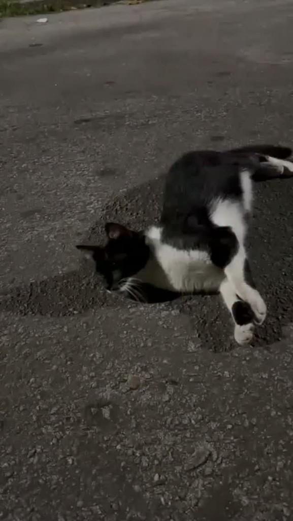 Bebel, gata de porte pequeno para adoção em Rio de Janeiro - RJ
