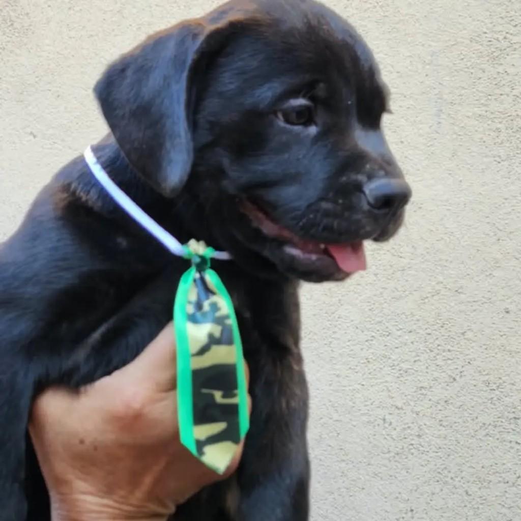Rocky, cachorro de porte pequeno para adoção em Rio de Janeiro - RJ