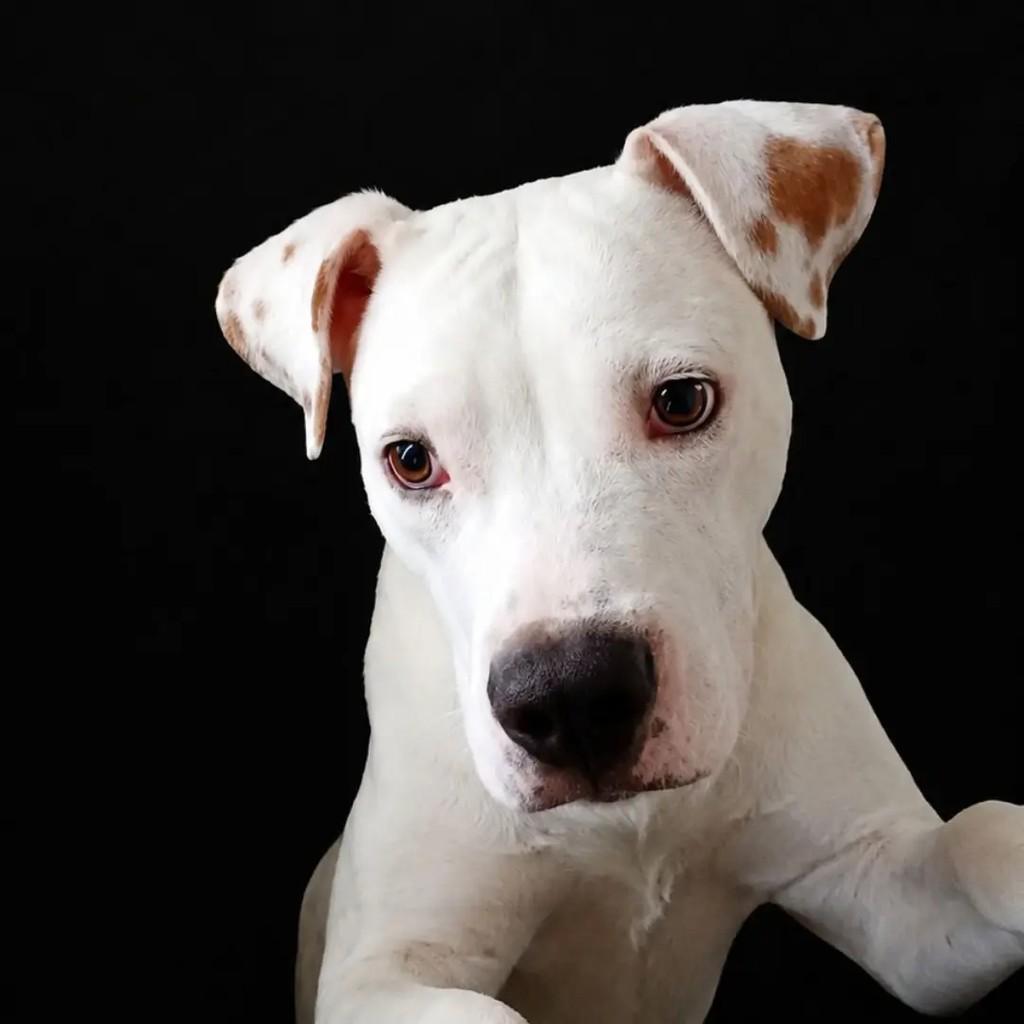 Brutos, cachorro de porte médio para adoção em Rio de Janeiro - RJ — foto 2 de 2