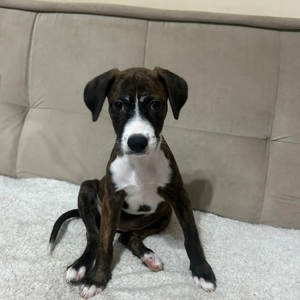 Laura, cachorro de porte pequeno para adoção em Rio de Janeiro - RJ