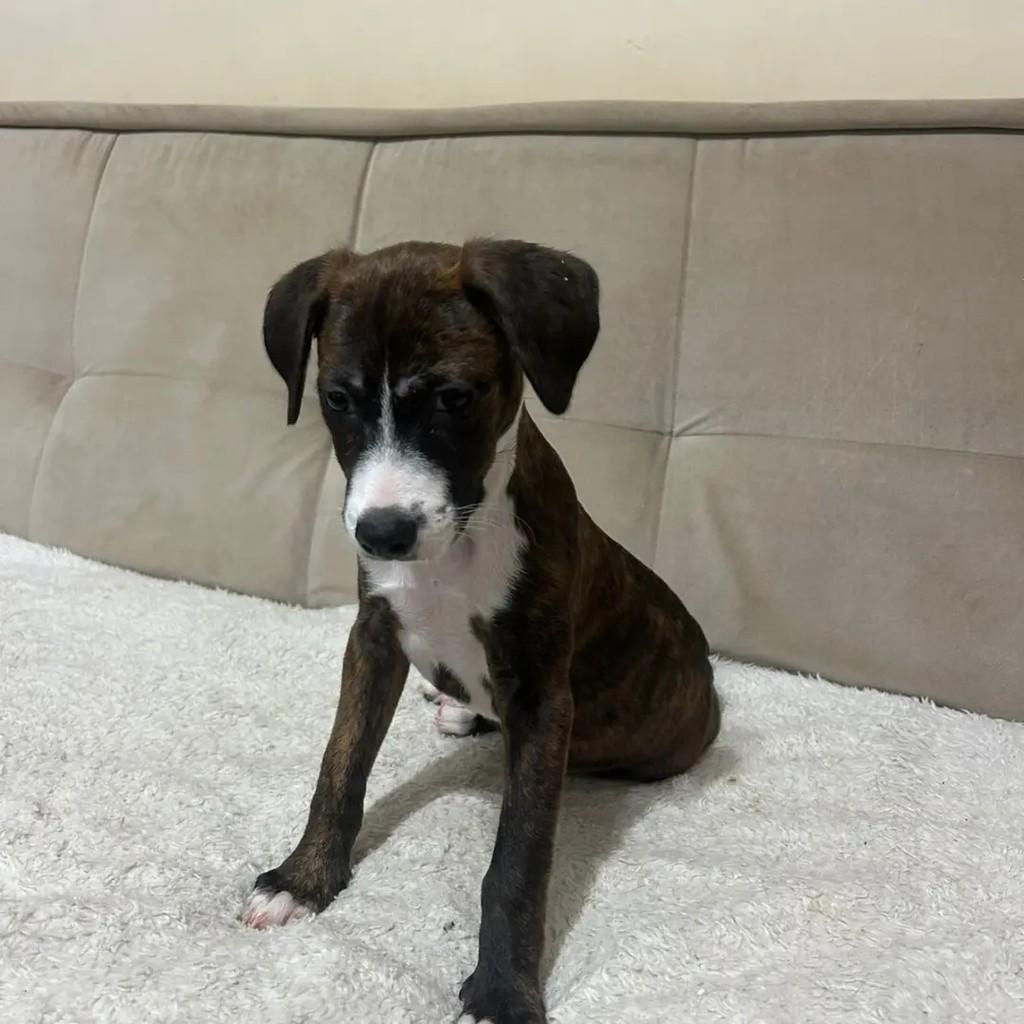 Laura, cachorro de porte pequeno para adoção em Rio de Janeiro - RJ — foto 2 de 2