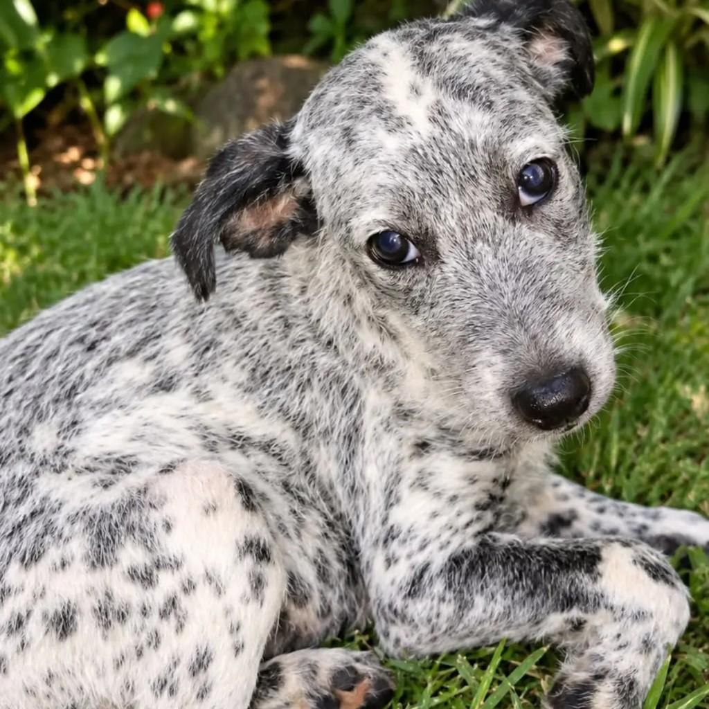 Floquinha, cachorro de porte pequeno para adoção em Rio de Janeiro - RJ