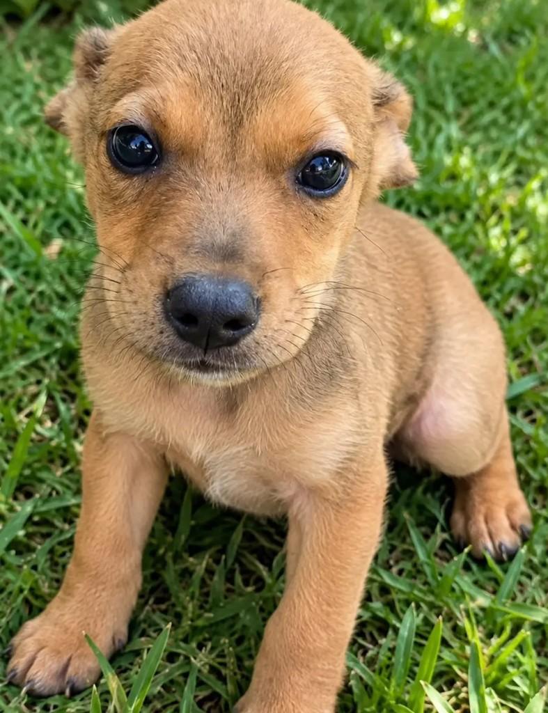 Mini, cachorro de porte pequeno para adoção em Rio de Janeiro - RJ