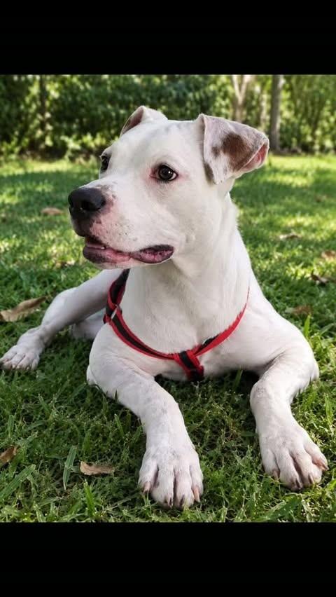 Brutus, cachorro de porte médio para adoção em Rio de Janeiro - RJ