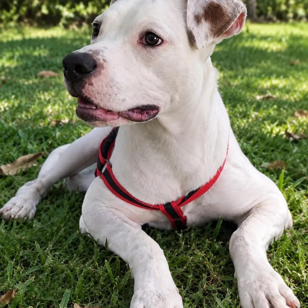 Marley, cachorro de porte médio para adoção no Rio de Janeiro - RJ