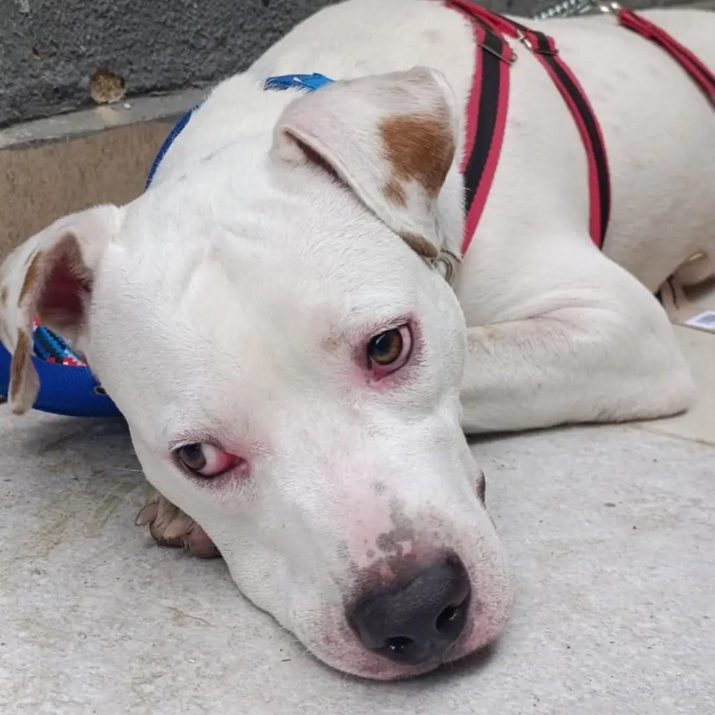 Marley, cachorro de porte médio para adoção no Rio de Janeiro - RJ — foto 2 de 2