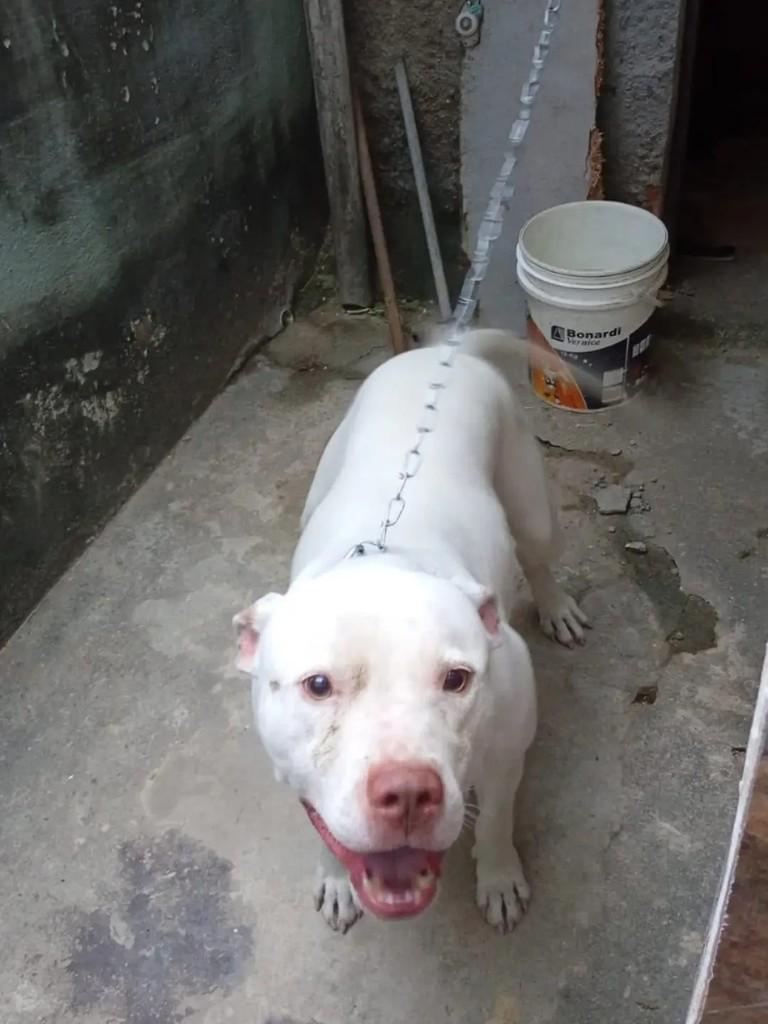 Zeus, cachorro de porte médio para adoção no Rio de Janeiro - RJ