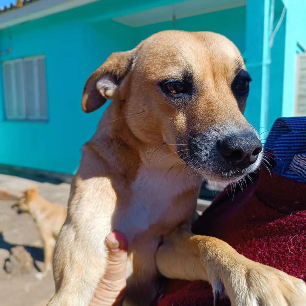 Paçoca, cachorro de porte médio para adoção em Esteio - RS