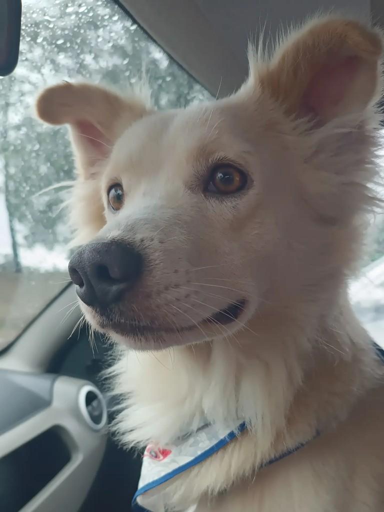 Koda, cachorro de porte médio para adoção em Esteio - RS