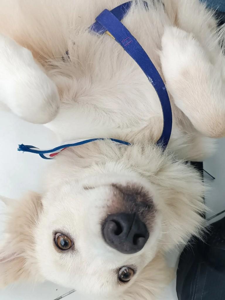 Koda, cachorro de porte médio para adoção em Esteio - RS — foto 2 de 6