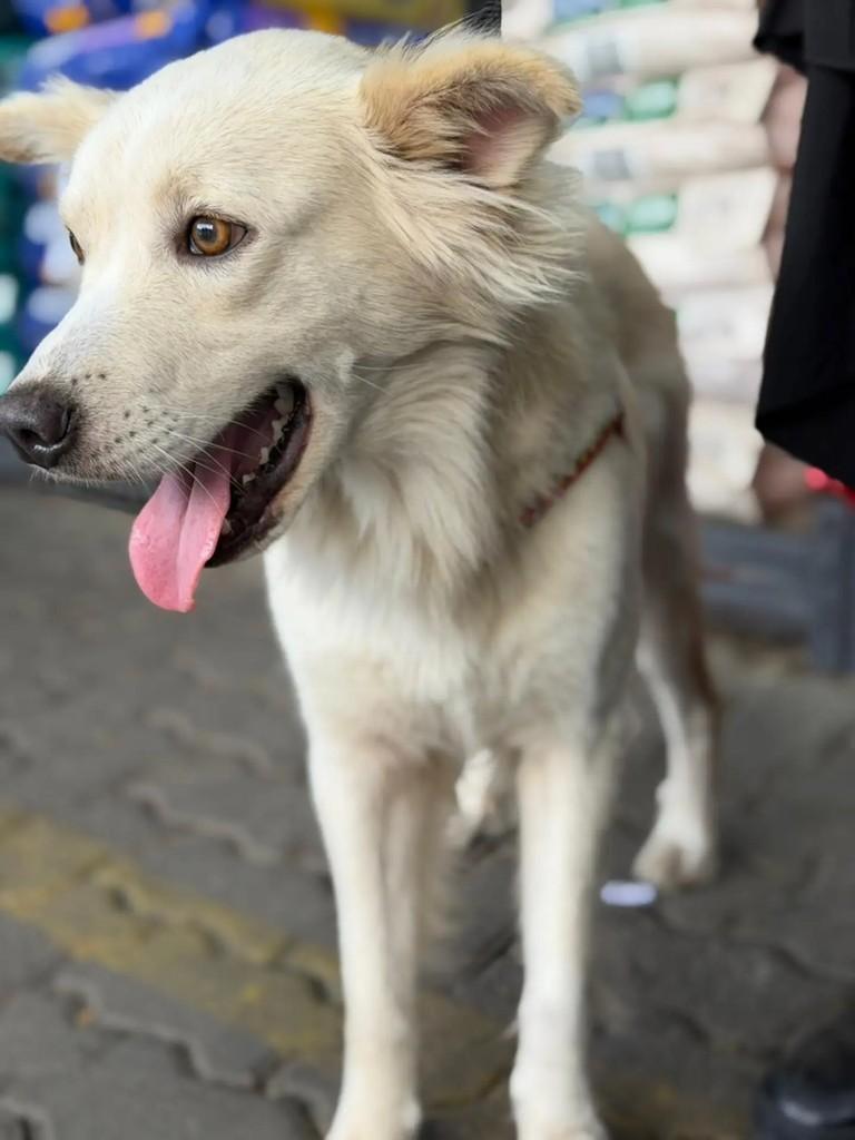 Koda, cachorro de porte médio para adoção em Esteio - RS — foto 5 de 6