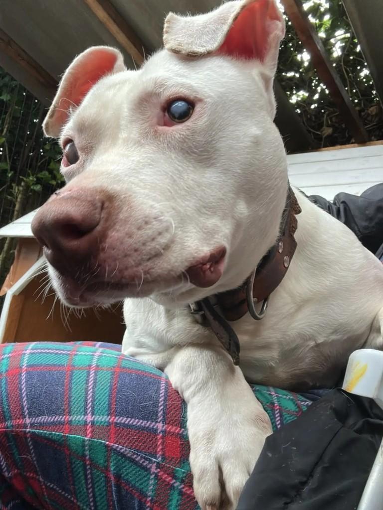 Ozzy, cachorro de porte médio para adoção em Esteio - RS