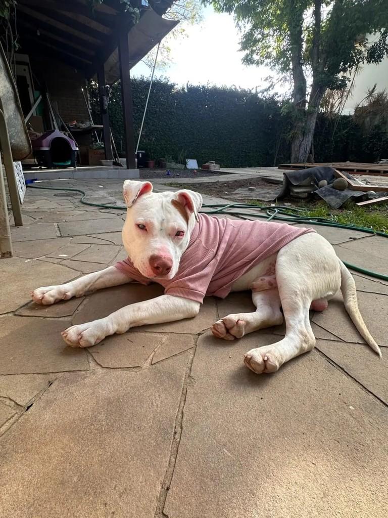 Ozzy, cachorro de porte médio para adoção em Esteio - RS — foto 2 de 2