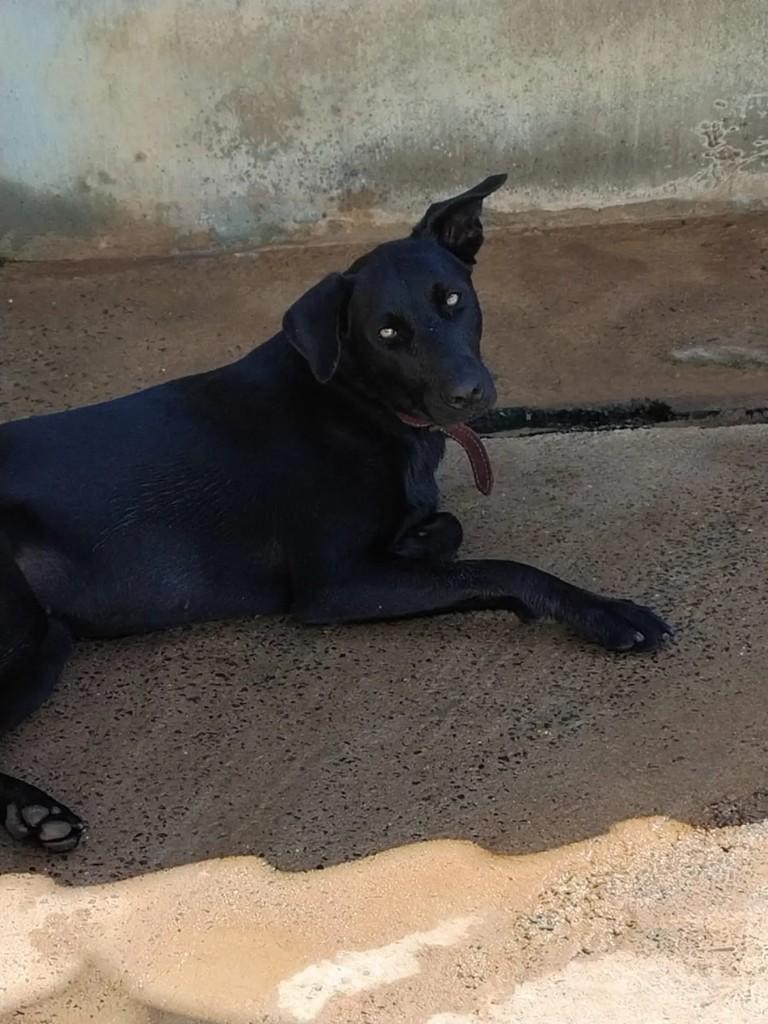 Pantera, cachorro de porte médio para adoção em Marília - SP